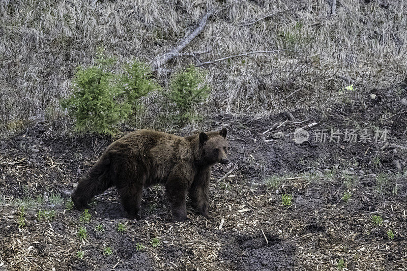 美国黑熊(Ursus americanus)，或简称为黑熊，是北美特有的中型熊。黄石国家公园，怀俄明州。母熊。